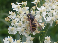 Dolichovespula alpicola