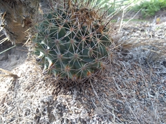 Coryphantha clavata clavata