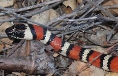 Lampropeltis zonata