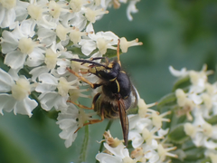 Dolichovespula alpicola