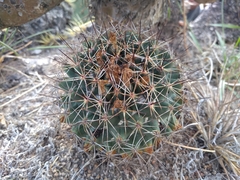 Coryphantha clavata clavata
