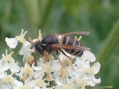 Dolichovespula albida