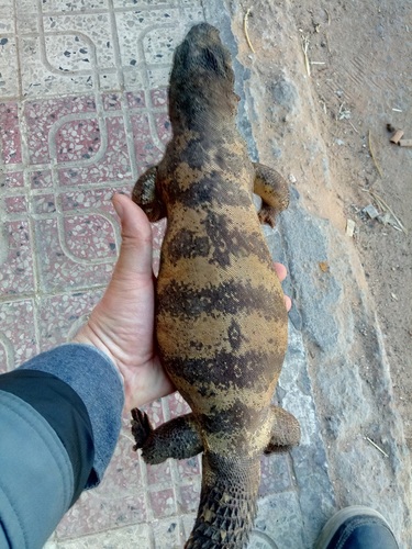Sudan Mastigure (Uromastyx dispar)