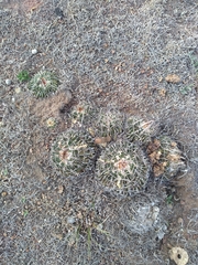 Echinofossulocactus dichroacanthus