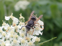 Dolichovespula albida