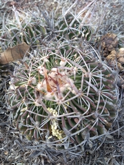Echinofossulocactus dichroacanthus