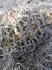 Echinofossulocactus dichroacanthus