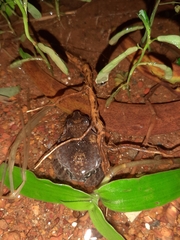 Sphaerotheca dobsonii