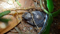 Sphaerotheca dobsonii