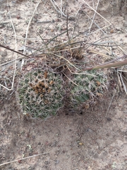Coryphantha clavata clavata