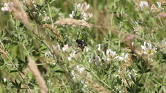 Megachile parietina