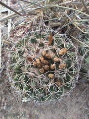 Coryphantha clavata clavata