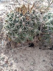 Coryphantha clavata clavata
