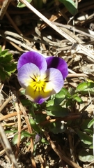 Viola × wittrockiana