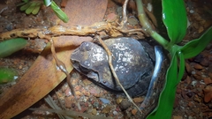 Sphaerotheca dobsonii