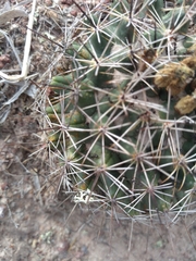 Coryphantha clavata clavata