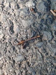 Formicidae