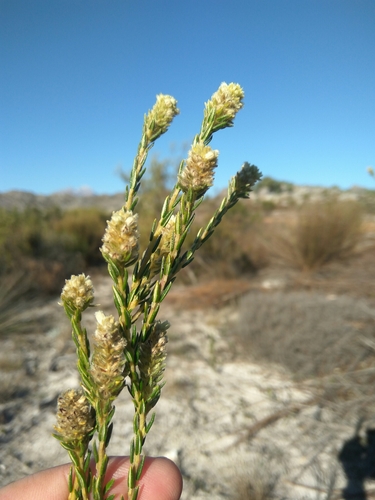 Image of Phylica excelsa by (c) marius, some rights reserved (CC BY)