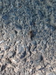 Formicidae