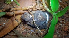 Sphaerotheca dobsonii