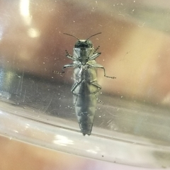 Agrilus macer