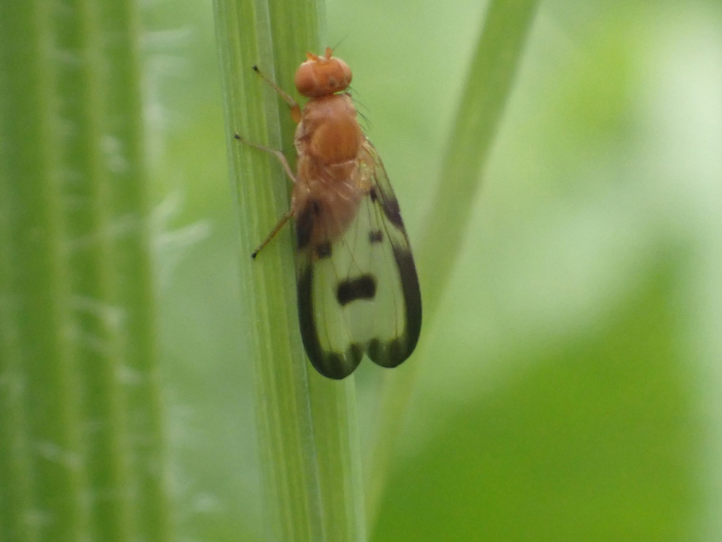 Toxonevra jucunda