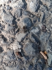 Formicidae