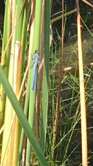 Erythemis simplicicollis