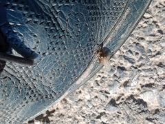 Formicidae