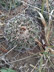 Coryphantha clavata clavata