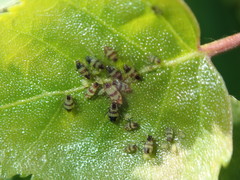 Callipterinella tuberculata