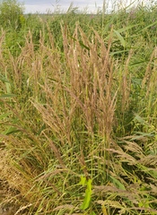 Calamagrostis epigejos