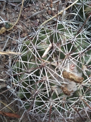 Coryphantha clavata clavata