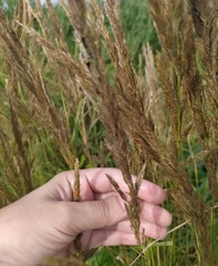 Calamagrostis epigejos