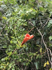 Campsis radicans image