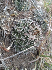 Coryphantha clavata clavata