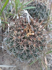 Coryphantha clavata clavata