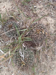 Coryphantha clavata clavata
