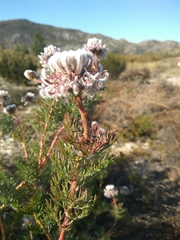 Serruria pedunculata