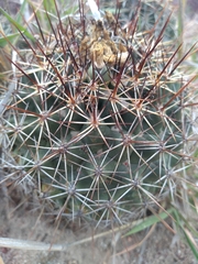 Coryphantha clavata clavata
