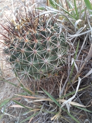 Coryphantha clavata clavata