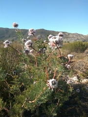 Serruria pedunculata