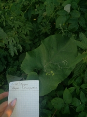 Phytomyza lappae
