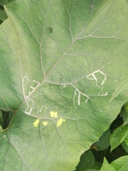 Phytomyza lappae