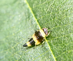 Eupterycyba jucunda
