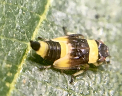 Eupterycyba jucunda