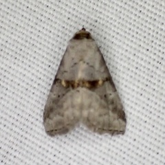 Hyperstrotia flaviguttata