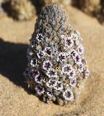 Pholisma arenarium