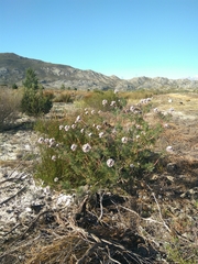 Serruria pedunculata