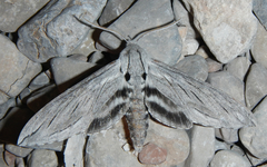 Sphinx chersis